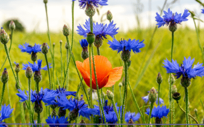 Flourishing Through Diversity, Safety, and Shared Strength